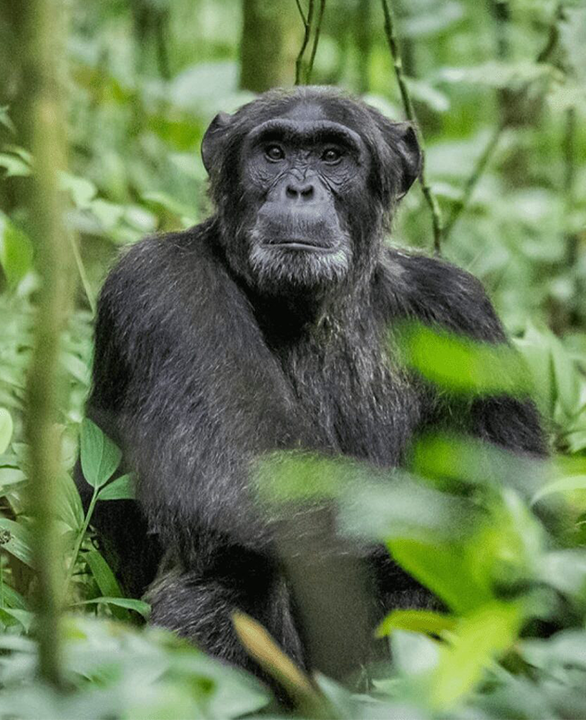 Chimpanzees