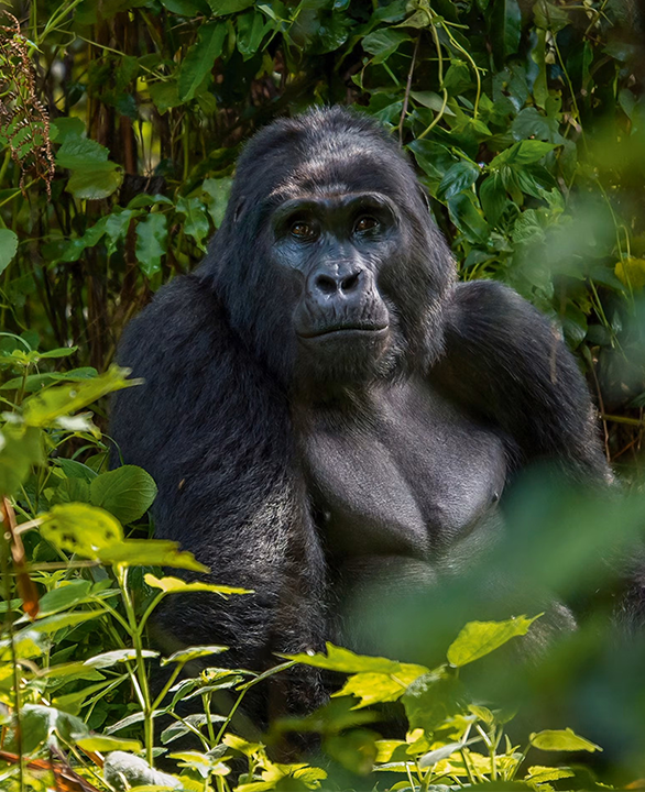 Gorillas