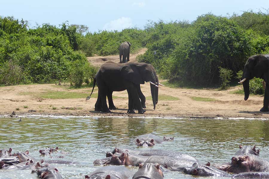 Elephants on the banks of Kazinga Channel Image