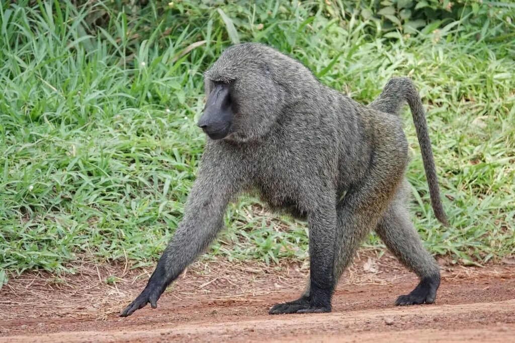 Olive baboons Image