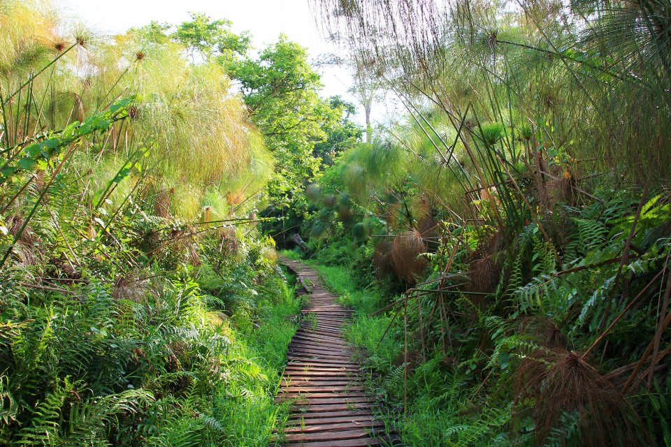 Bigodi Wetland Sanctuary Image