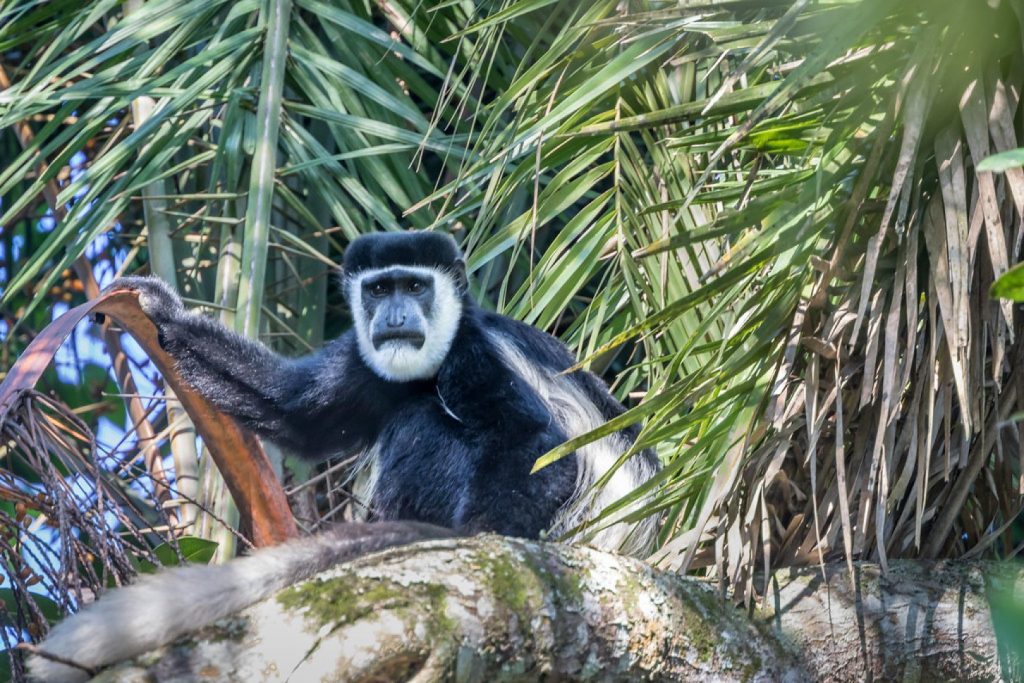 Black and white colobus monkeys Image