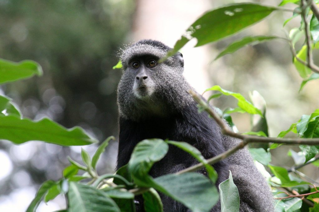 Blue-Monkeys Image