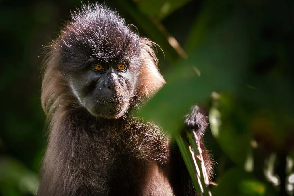 Grey Cheeked Mangabey Image