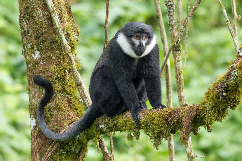 Lhoests Monkeys Image