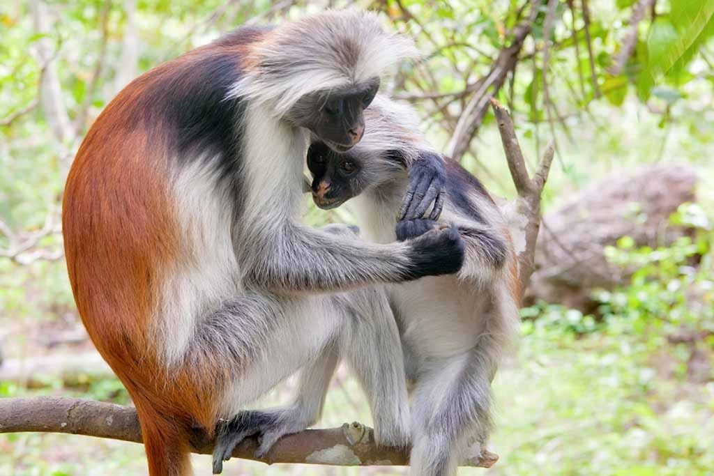 Red Colobus Monkey Image