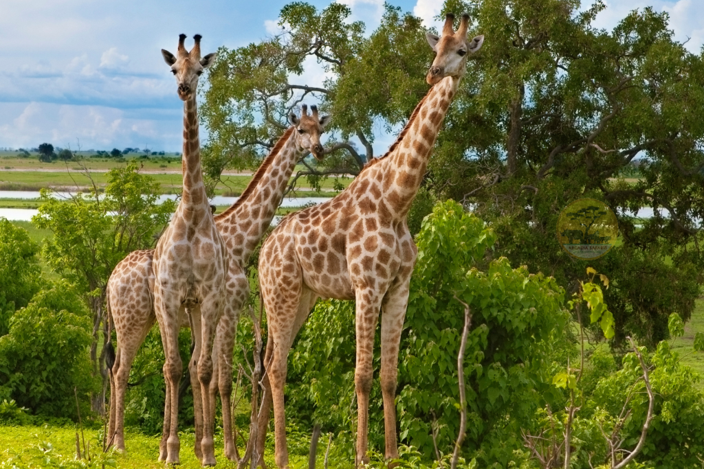 Giraffes Image
