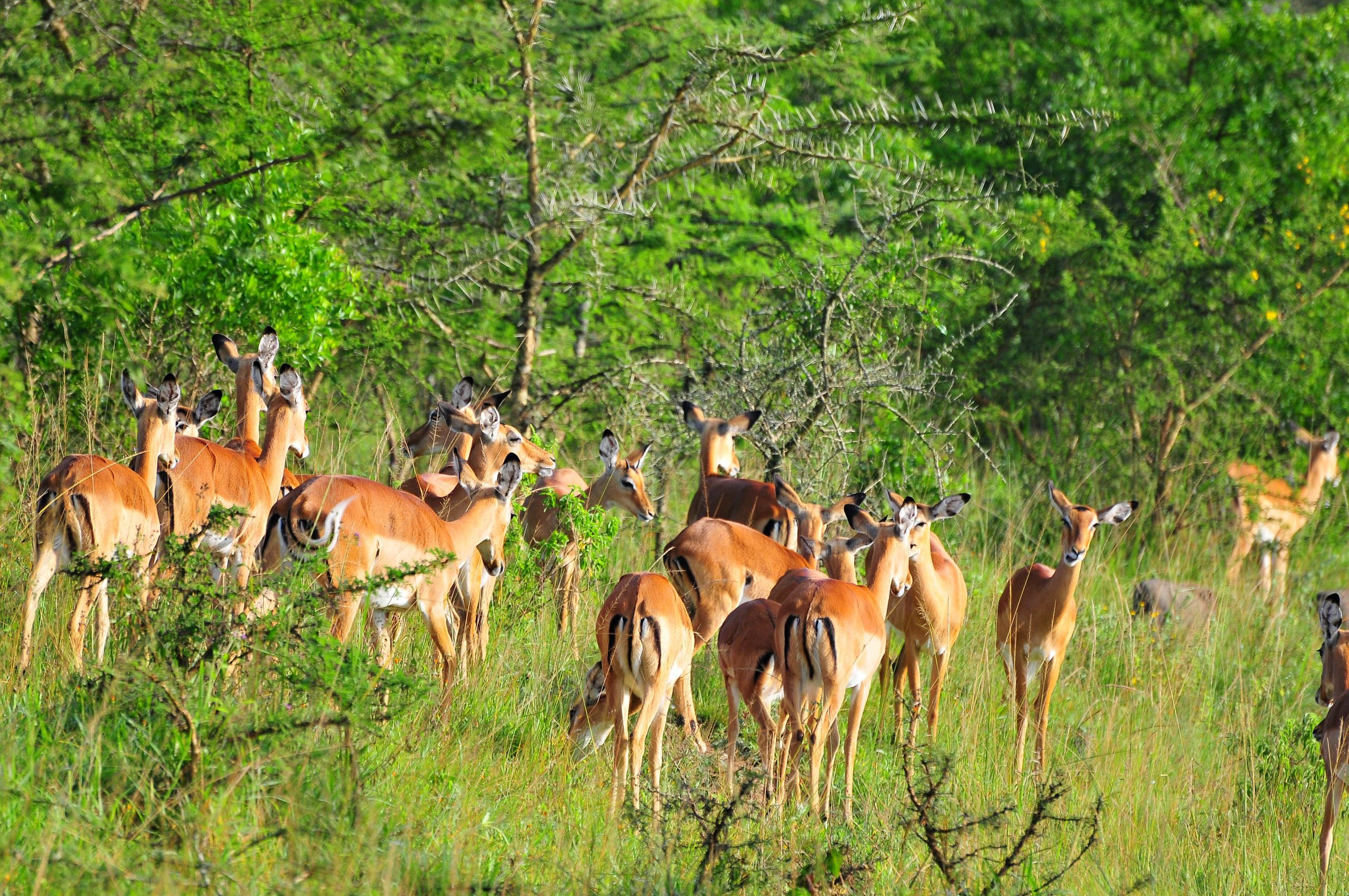 Impalas Image