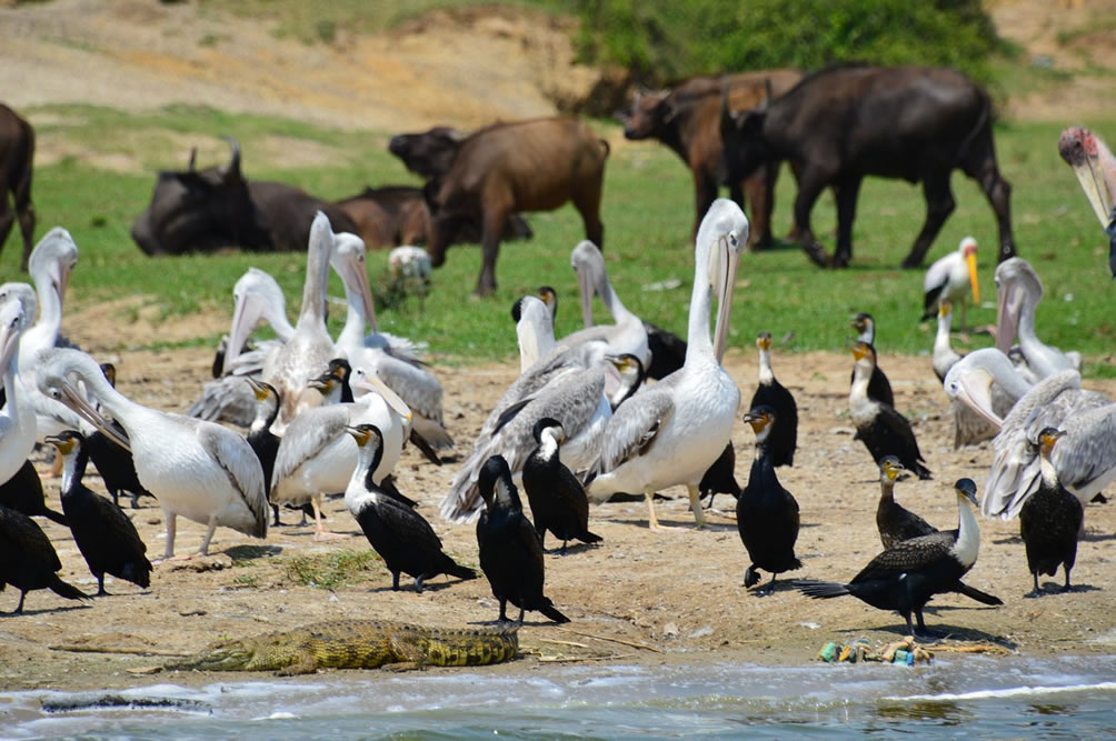 Birdwatching Image