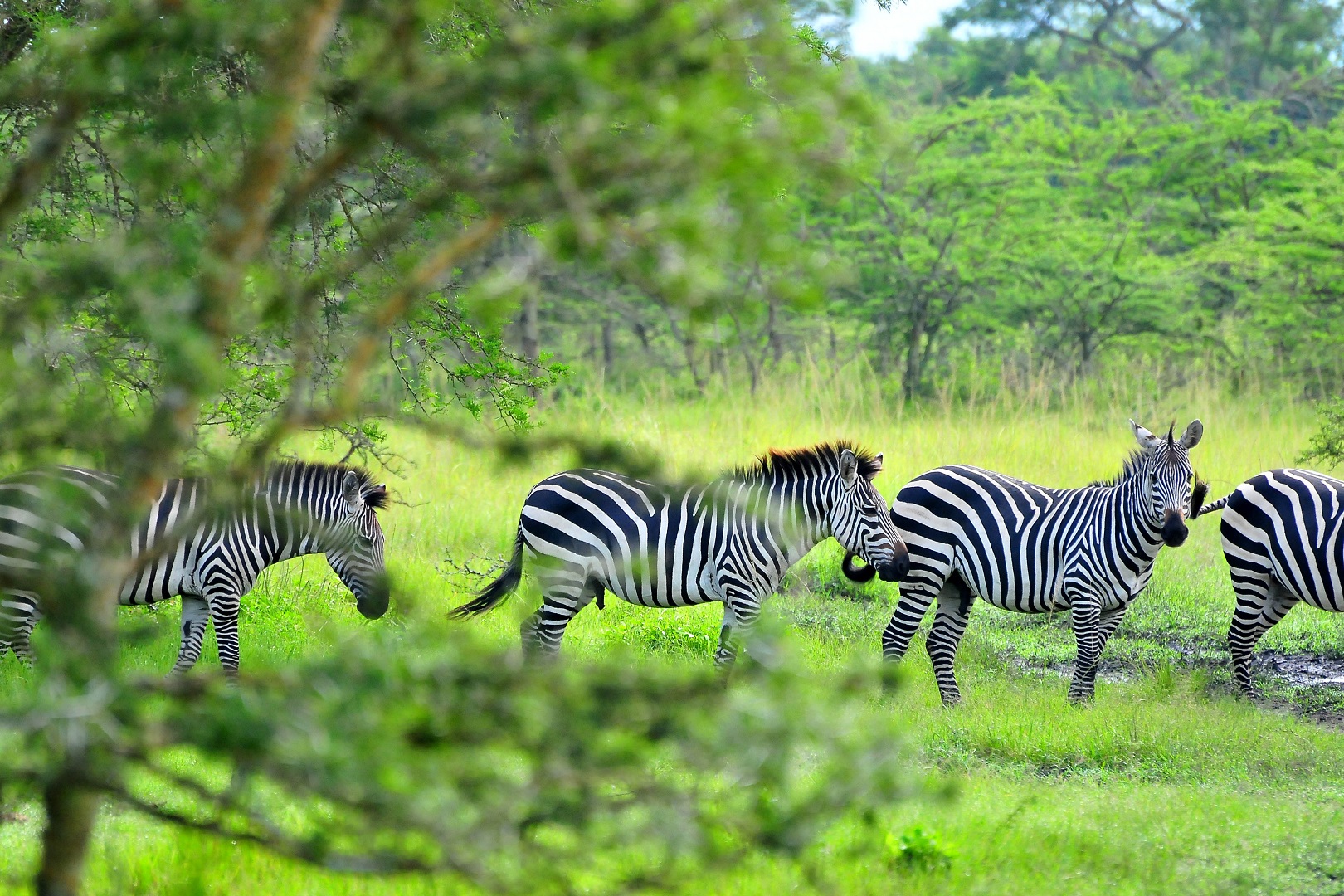 Zebras Image